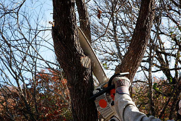 How Our Tree Care Process Works  in  North Sarasota, FL